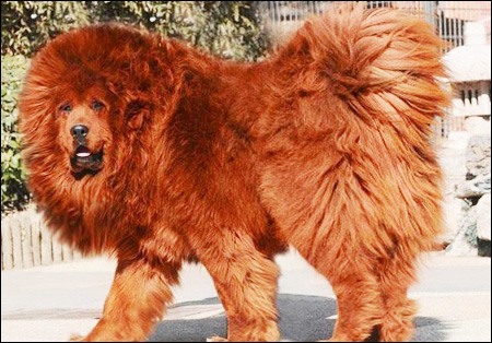 An 11-month-old Red Tibetan Mastiff puppy has been bought for 1.7 billion won (10 million yuan) by a
