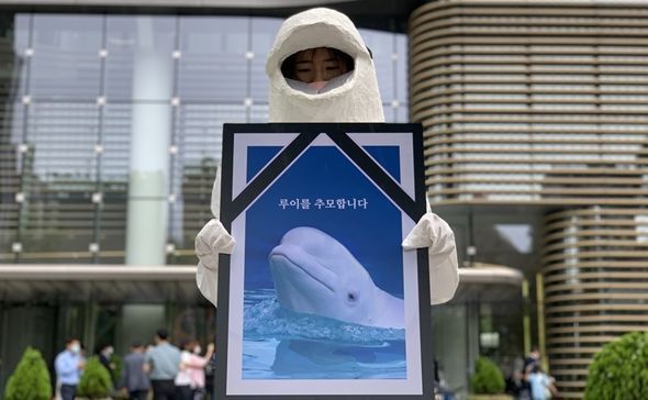 animal-rights-activists-call-for-release-of-beluga-whale-from-aquarium