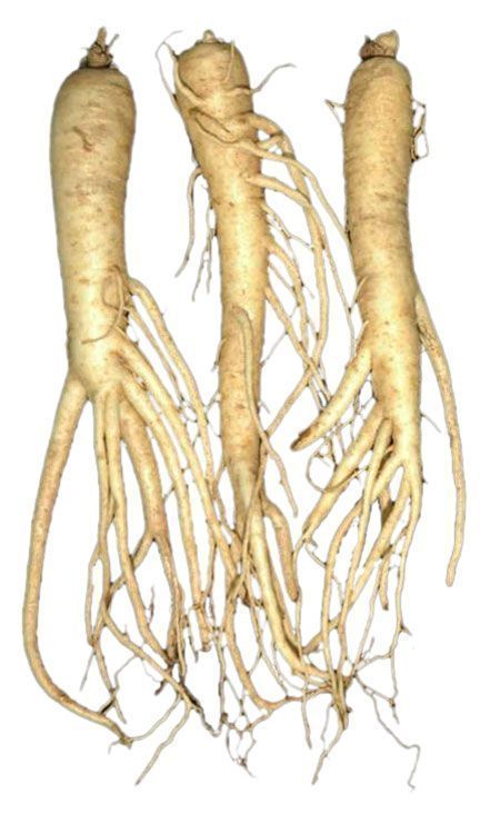 'Doraji' for atopic dermatitis - The Korea Times