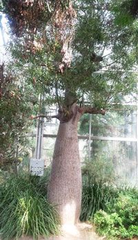 Baobab trees survive 'unfriendly' weather - The Korea Times