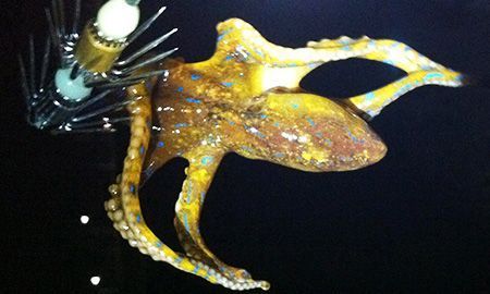 Tourist bitten by poisonous octopus - The Korea Times