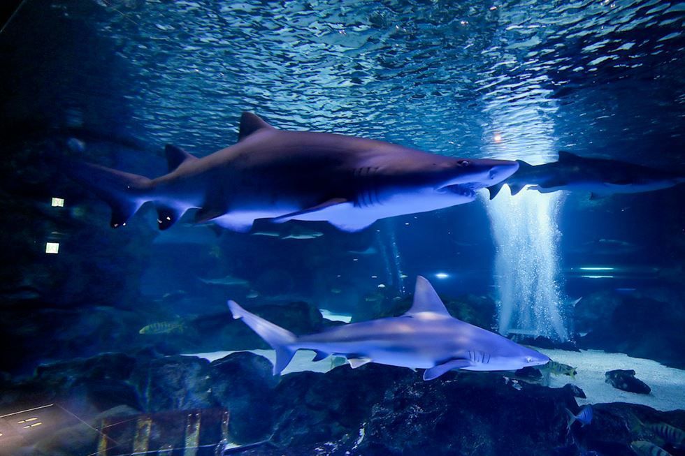 COEX Aquarium in Samseong-dong Gangnam showing a large glass tank with a shark swimming past visitors the underground aquarium home to over 40000 marine creatures across 90 exhibitions and 6 themed zones and the filming location of hit K-drama My Love from the Star