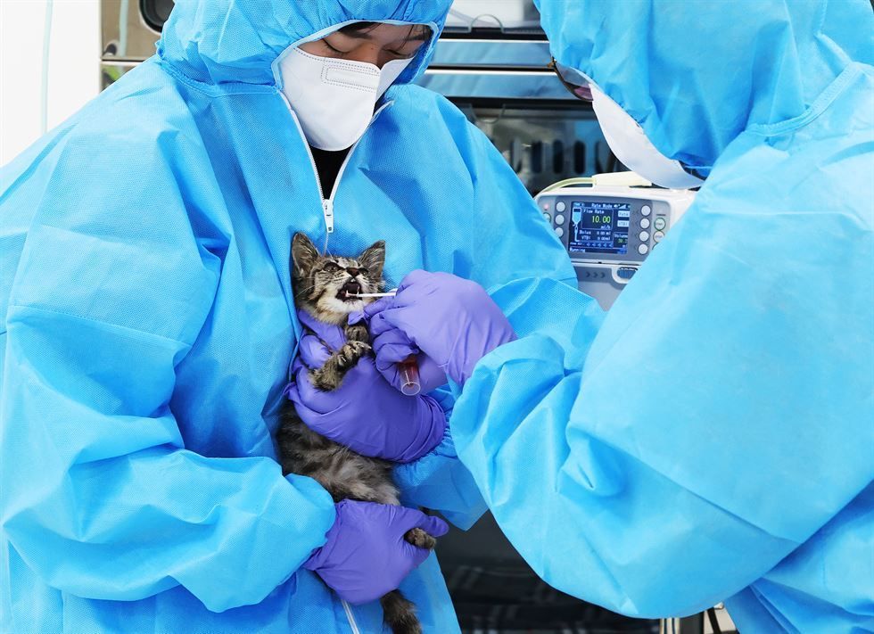 Highly Pathogenic Avian Influenza Virus Confirmed In Cat Food The highly-pathogenic-avian-influenza-virus-confirmed-in-cat-food-the