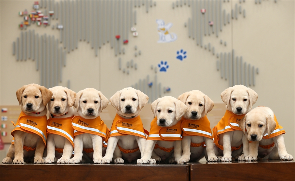 Samsung celebrates 30th anniversary of guide dog school - Vimarsana News