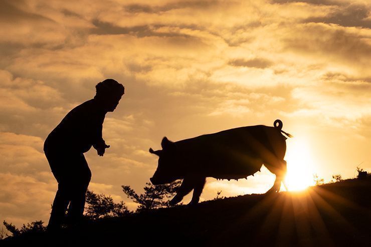 A pig in the Korean countryside symbolizing wealth and good fortune in Korean dream culture