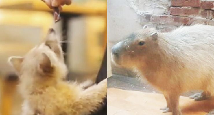 Raccoon and Welsh corgi at Blind Alley animal cafe near Sookmyung Women's University in Yongsan-gu, Seoul