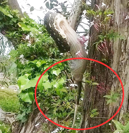 Python suffocates possum, swallows it whole - The Korea Times