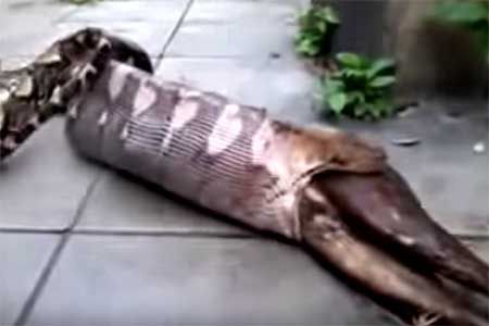 Python spits out a dog - The Korea Times