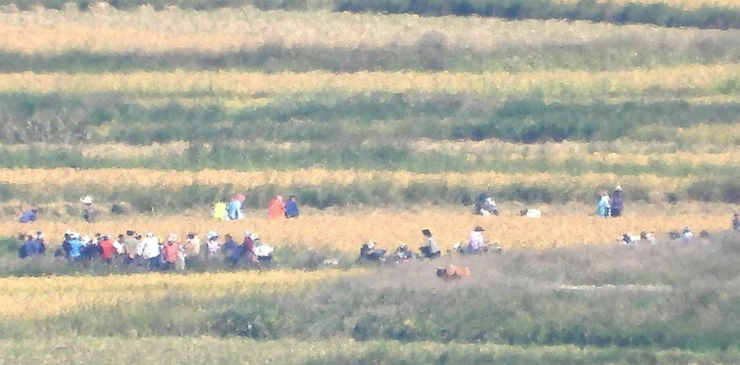 'Generally favorable' crop yields in N. Korea last year despite flooding: FAO