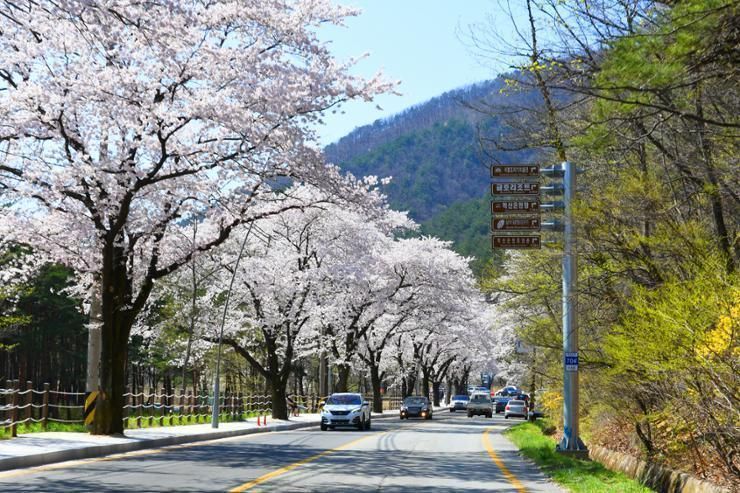 Spring flower festival in Sokcho closes amid population decline - Vimarsana News