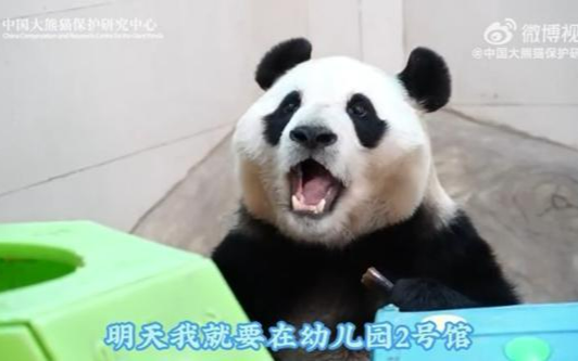 Beloved panda Fu Bao to meet Chinese visitors again after four months
