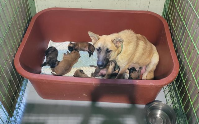 Animal shelters suspected of falsifying records on euthanized strays in Busan - Vimarsana News