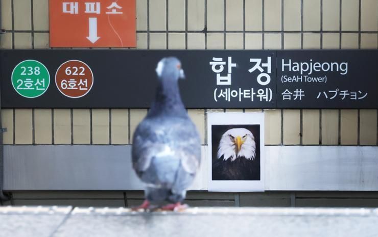 Pigeon control - Vimarsana News