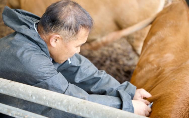 Gov't to make 'all-out' efforts to prevent further spread of lumpy skin ...