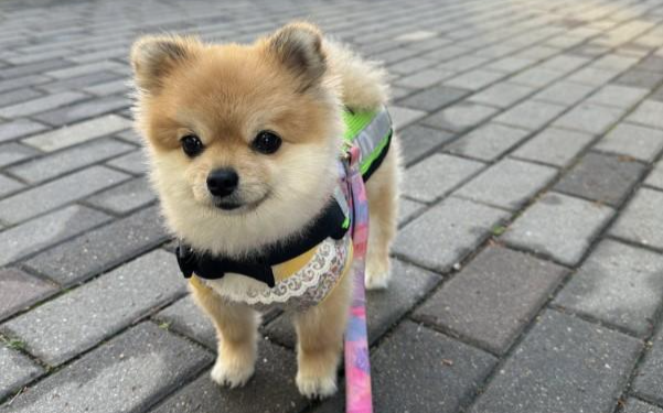 Tiny pomeranian takes on big security role - Vimarsana News