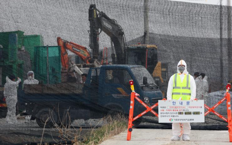 Korea reports additional avian influenza case - Vimarsana News