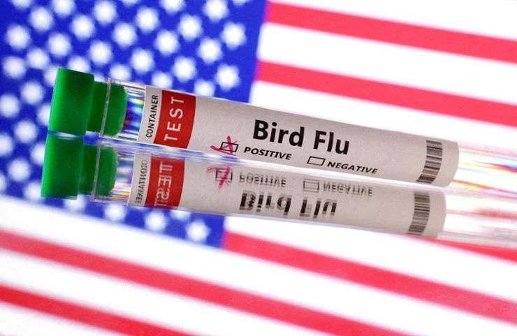 US suffers first severe human case of bird flu; California declares emergency