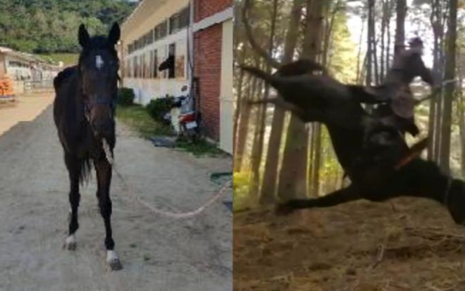 3 KBS production staff members sentenced to fines over horse's death during drama shooting - Vimarsana News