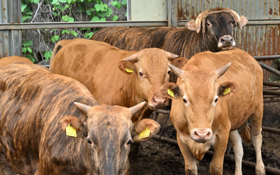Korea to cut 1.6 million tons of greenhouse gas emissions annually by using cattle feces