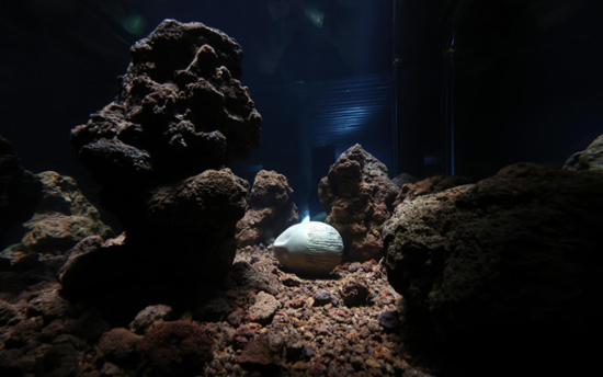Cancer cells, AI, blind cavefish: Pierre Huyghe's art of ever-mutating ecosystems