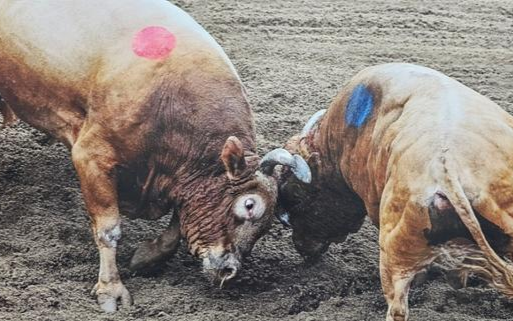 Backlash erupts over bid to designate bullfighting as cultural heritage - Vimarsana News