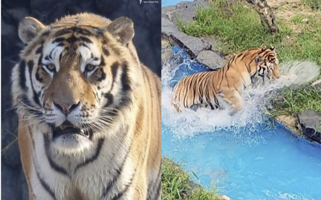 Civic groups protest taxidermizing 5-year-old tiger Taebaek - Vimarsana News