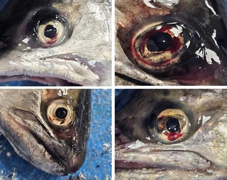 Fish autopsy reveals animal cruelty at Hwacheon Sancheoneo Ice Festival