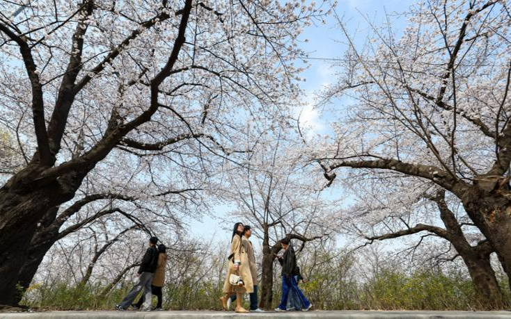 Japan-originated cherry blossoms mean different things to Koreans, Americans - Vimarsana News