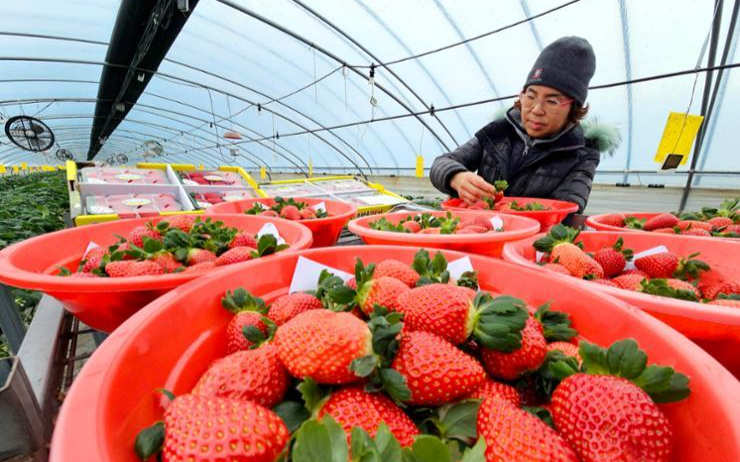 Suspect arrested in Gimhae strawberry theft case - Vimarsana News
