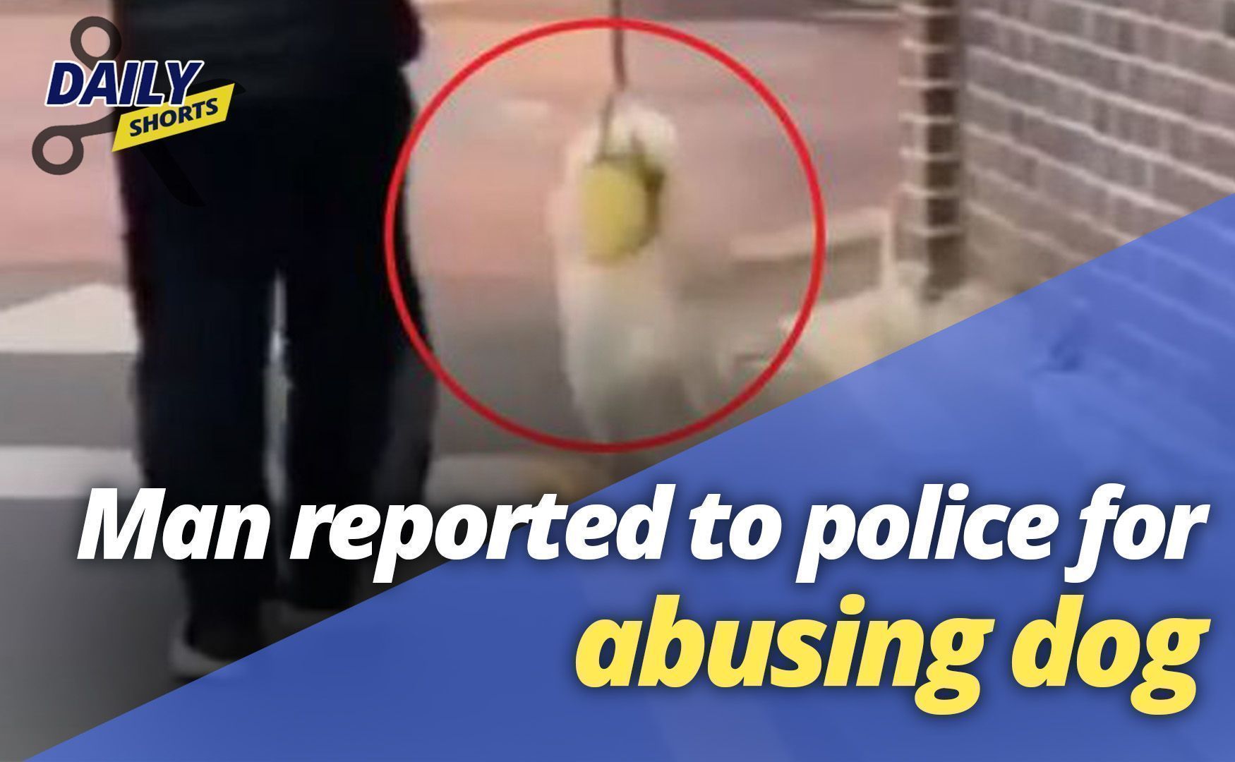 Man reported to police for allegedly abusing dog in public - The Korea ...