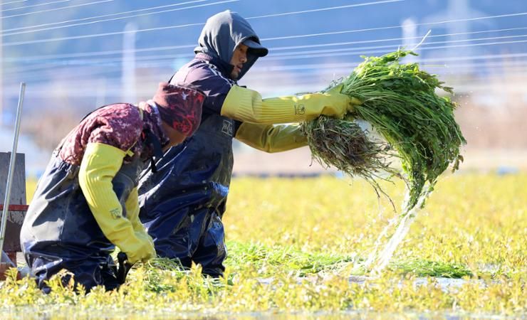 Gov't decides to accept 207,000 nonprofessional foreign workers in 2025