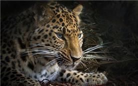 Amur leopard to arrive in Korea to mark 140 years of Korea-UK ties - Vimarsana News