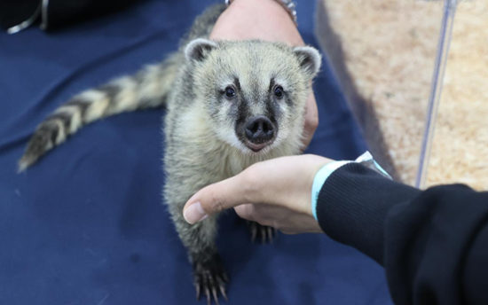 Government considers permit system for keeping, selling 20 or more wild animals